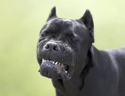 Un perro desfigura brutalmente a un niño de dos años en Alzira