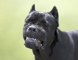 Un perro desfigura brutalmente a un niño de dos años en Alzira