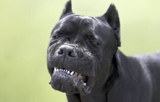 Un perro desfigura brutalmente a un niño de dos años en Alzira