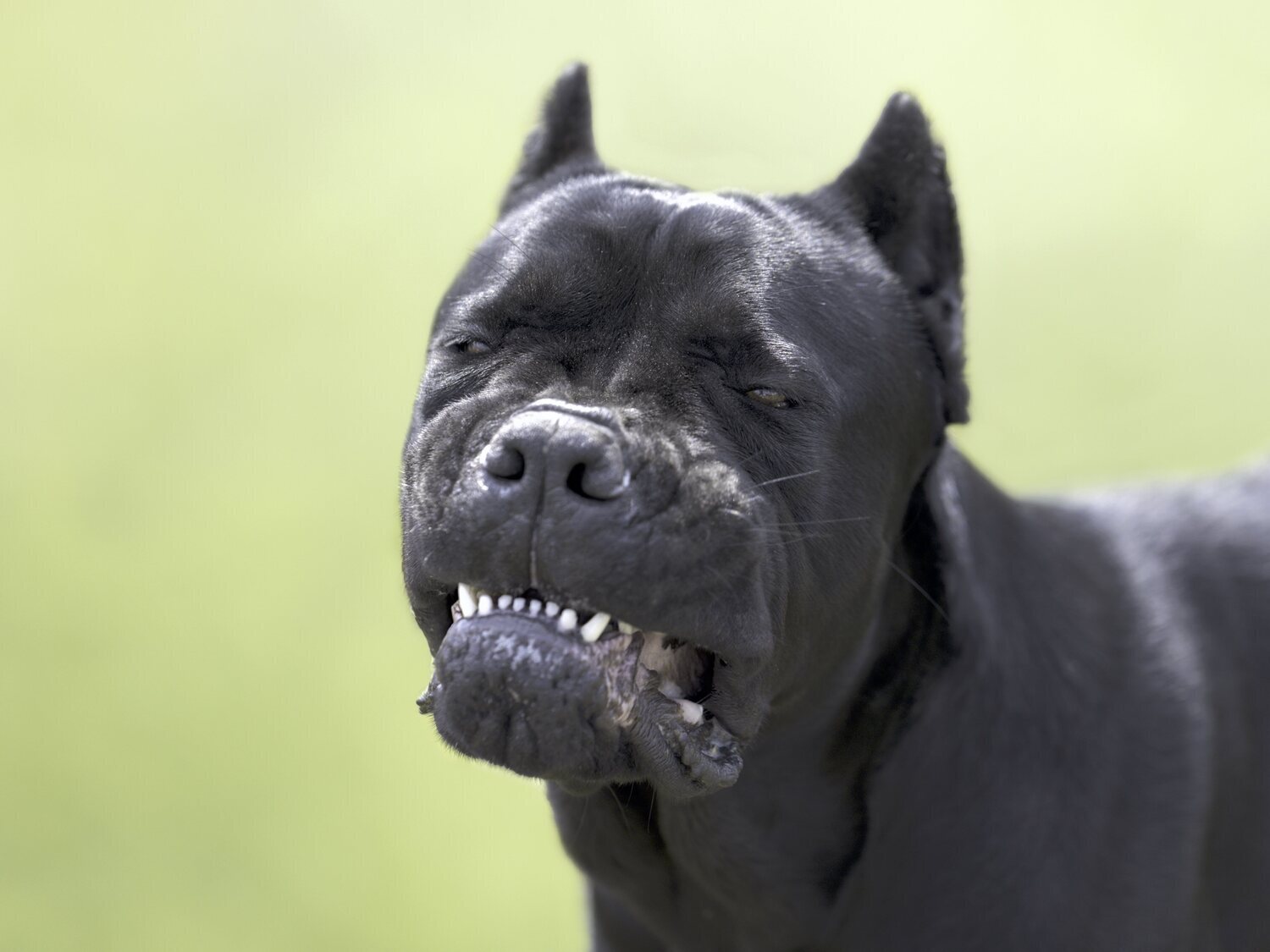 Un perro desfigura brutalmente a un niño de dos años en Alzira