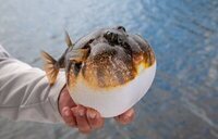 Detectan peces globo en las Rías Baixas por el aumento de la temperatura del mar