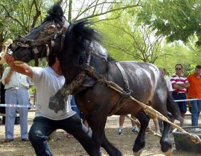 Valencia subvenciona un "deporte" consistente en golpear salvajemente a caballos