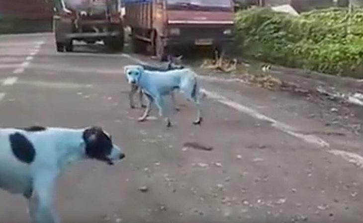 Algunos de los perros contaminados por el agua del río