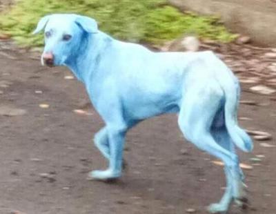 El extraño caso de los perros azules en la India
