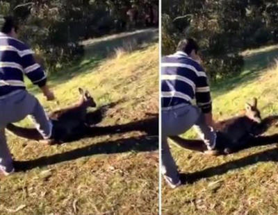 Detienen a un hombre por degollar cruelmente a un canguro para divertirse