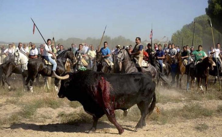 En el nuevo Toro de la Vega no se puede matar al animal