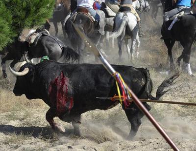 Tordesillas recupera este año el Toro de la Vega