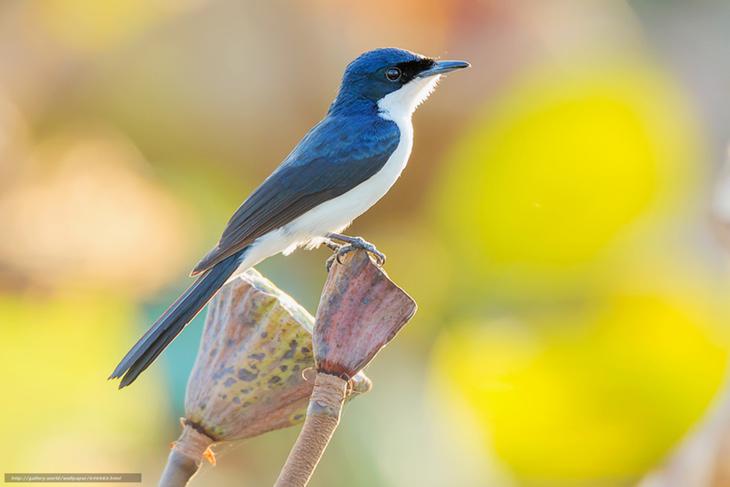 Pájaro 'Caza Moscas'