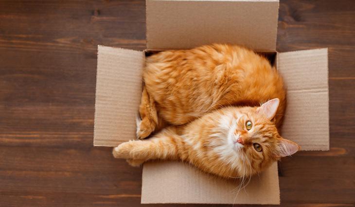 Las cajas reducen el estrés y mejoran el entorno de los gatos