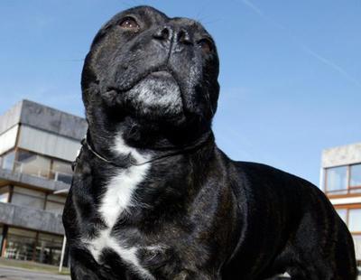 Un perro drogado con coca y morfina mata a su dueño en medio de un vídeo contra las drogas