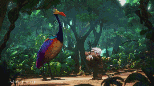 Pajaro Kevin