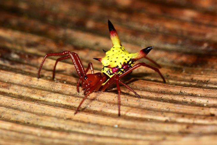 Araña Micrathena sagittata