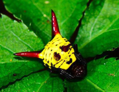 Encuentran una araña con el mismo aspecto que Pikachu