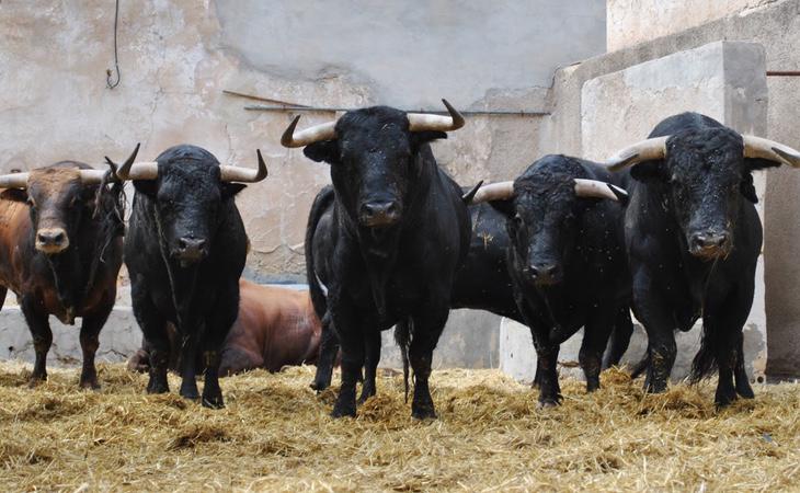 La festividad taurina goza del beneplácito institucional a través de las arcas públicas