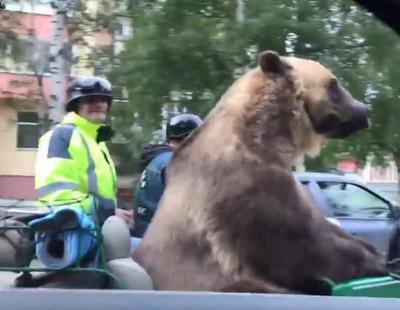 Expectación en Rusia ante un oso recorriendo las calles con su moto