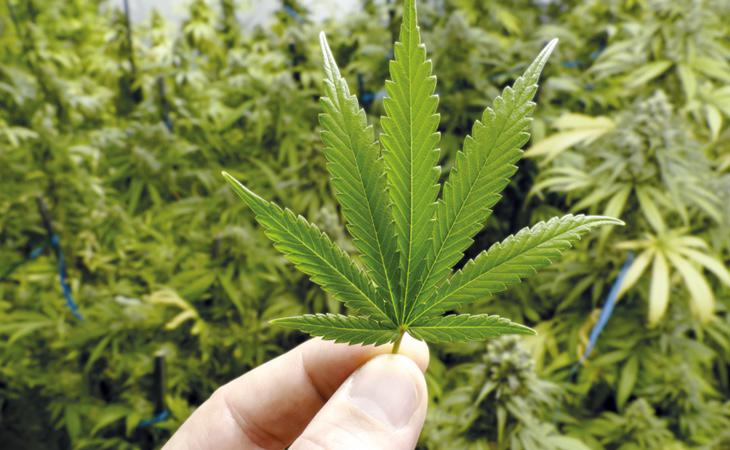 El consumo de marihuana entraña muchos riesgos