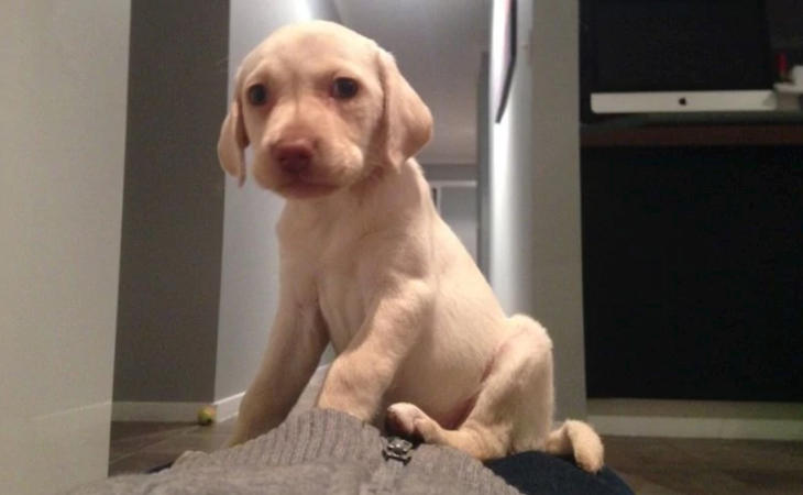 El cachorro pudo volver con su dueña