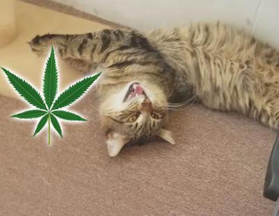 Así reacciona un gato tras comerse una plantación de marihuana