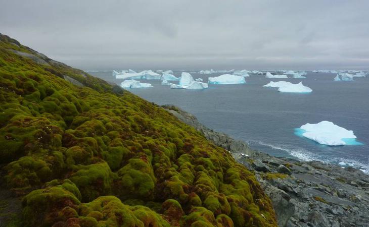 La Antártida está reverdeciendo como consecuencia del cambio climático