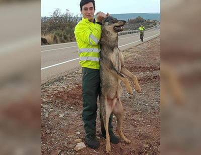 Atropellan a un lobo ibérico y se regocijan en las redes sociales con imágenes