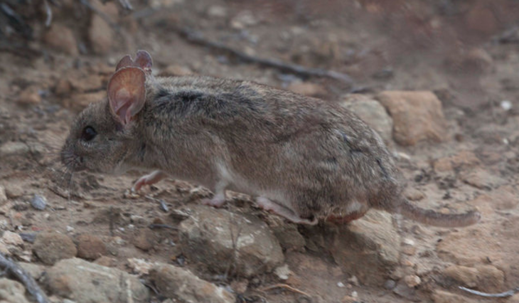 Las ratas de campo son animales que se diferencian de las ratas de ciudad