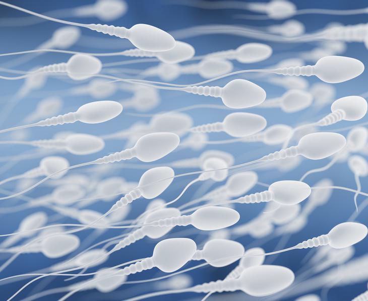 Las propiedades del esperma se ven afectadas positivamente por los acidos poliinsaturados