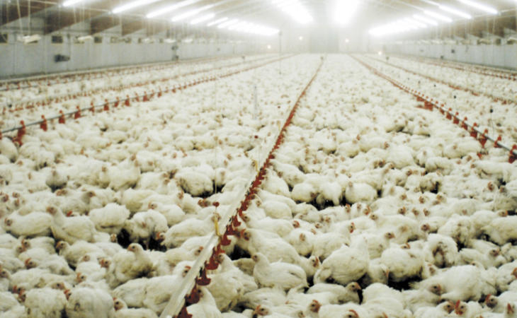 Las empresas obligan a suministrar antibióticos a las gallinas para acelerar su crecimiento