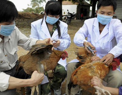 Así maltratan a las gallinas para acelerar su crecimiento y producir pollo en masa