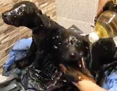 Maltrato animal: fallecen dos cachorros a los que arrojaron litros de alquitrán