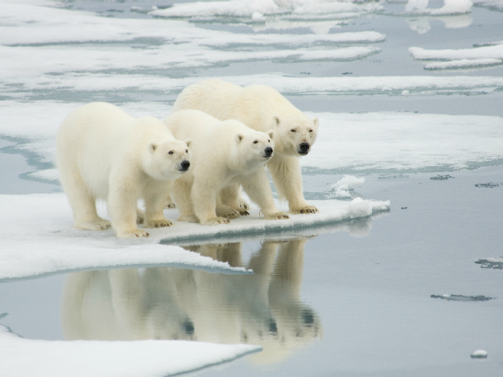 Es probable que el número de osos polares vaya disminuyendo a lo largo de los años a causa de la falta de alimento