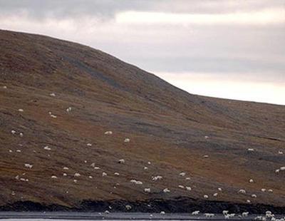 Descubren una isla en el Ártico llena de osos famélicos y desesperados