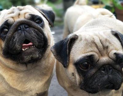 Una empresa estadounidense puede clonar a tu mascota por 40.000 euros