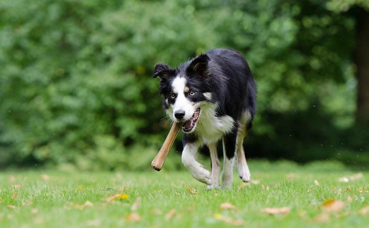 Los huesos son empleados como golosinas para perros entrañan riesgos muy severos