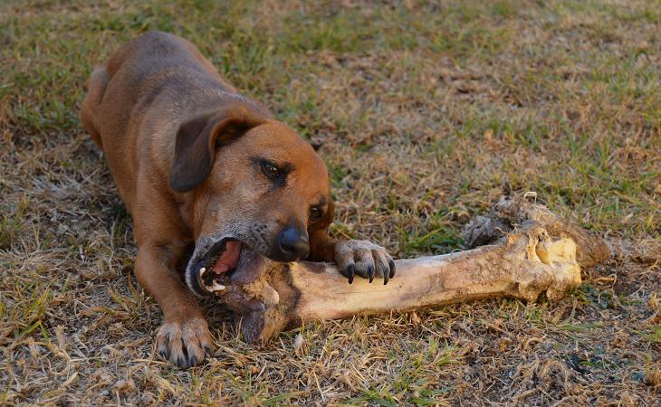 Los huesos procesados pueden provocar heridas e incluso la muerte ed nuestras mascotas perrunas