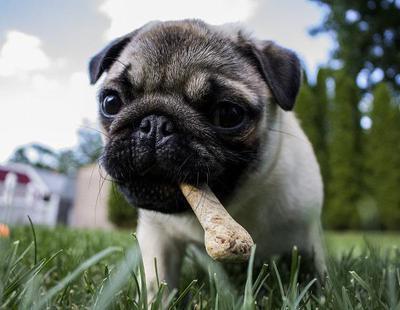 Un hueso vendido como golosina está provocando la muerte de varios perros