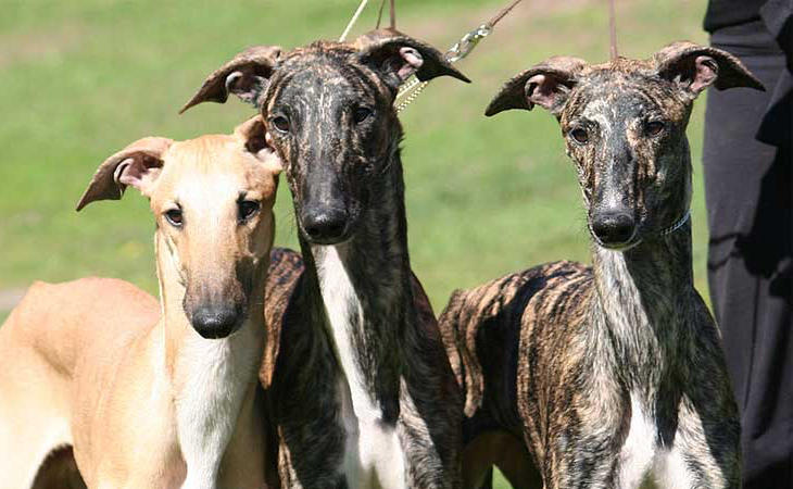 Los galgos son una de las razas de perro que más maltrato sufre