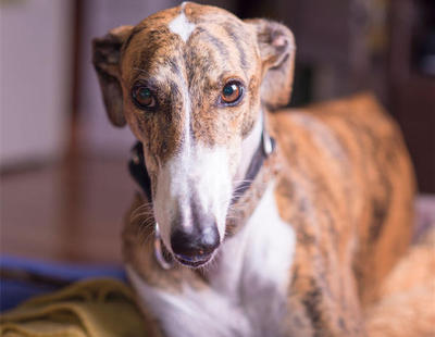 Se están enviando galgos retirados a China para hervirlos vivos y comérselos