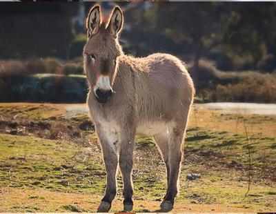 Detenido en Cáceres por matar un burro a golpes, decapitarlo y extraer sus vísceras