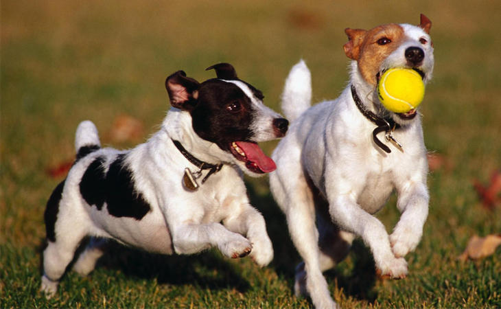 El Congreso ha aprobado una ley para considerar a los animales como 