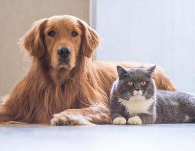 Los animales dejarán de ser "cosas" en la legislación, para considerarse "seres sensibles"