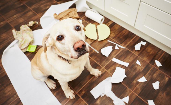 El perro llevaba cinco meses en la vivienda sin poder salir a la calle