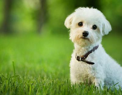 Retiran la custodia del perro que "se tiró por la ventana" para huir de dos okupas en Lugo