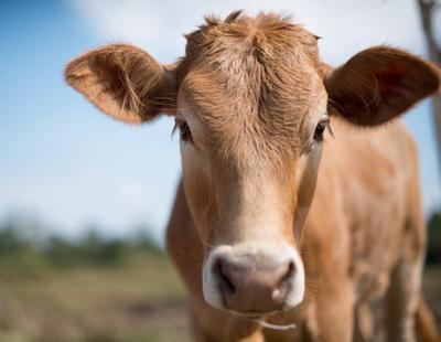 Graba a su vecino violando a una vaca y lo denuncia en las redes