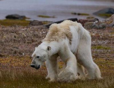 Un oso polar moribundo a causa del cambio climático desata la polémica