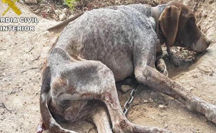 La Guardia Civil encontró al animal en un estado deplorable