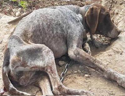 Guardia Civil detiene a un hombre que dejó morir a su perro  deshidratado atado a un árbol