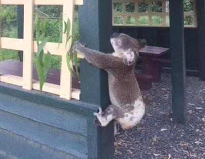 Investigan la muerte de un koala que fue atornillado a un poste