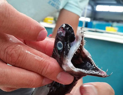 Reaparece el escalofriante "tiburón alien" de mandíbula extensible