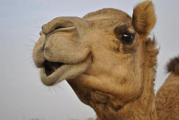 ¿Quién es el camello mas bonito?
