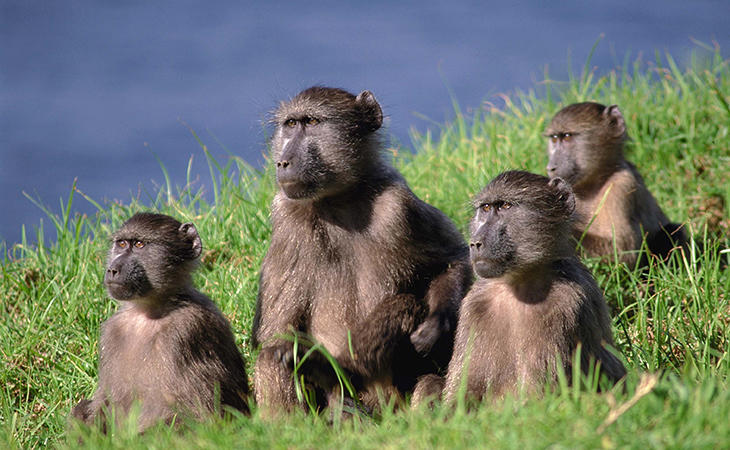 Los monos babuinos son una de las especies más sociables